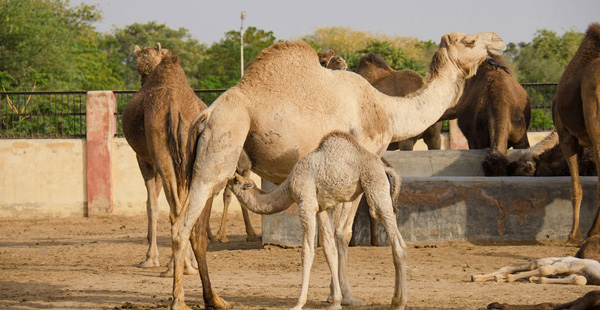 National Research Centre On Camel