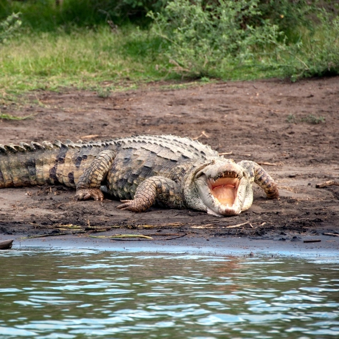 Jawai Crocodile Sighting