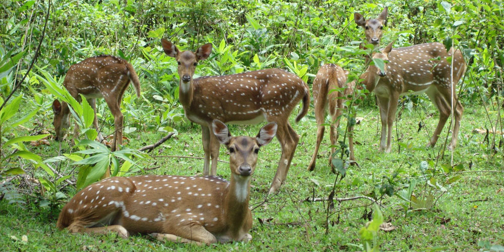 Darrah Wildlife Sanctuary