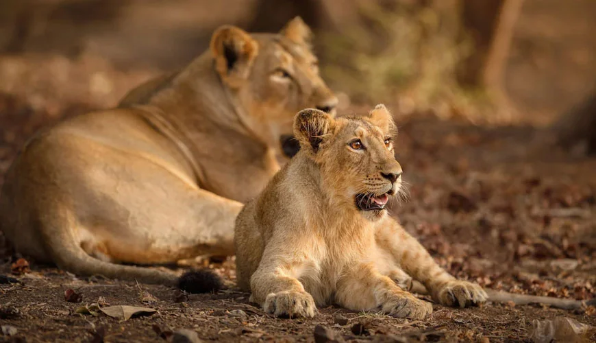 Wildlife Journey Tour